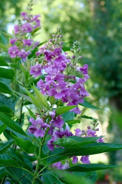 El Nino Desert Orchid (Chitalpa) - 3 Gallon Pot -Chaste Tree World chitalpa el nino desert orchid 6 1