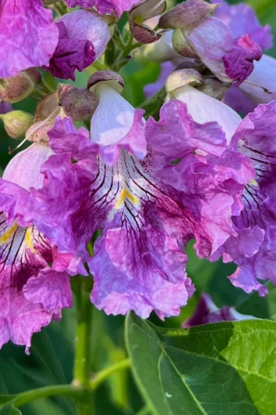 El Nino Desert Orchid (Chitalpa) - 3 Pack Of Quart Pots