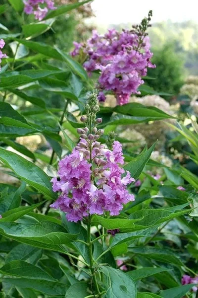 El Nino Desert Orchid (Chitalpa) - 3 Gallon Pot -Chaste Tree World chitalpa el nino desert orchid 8 1