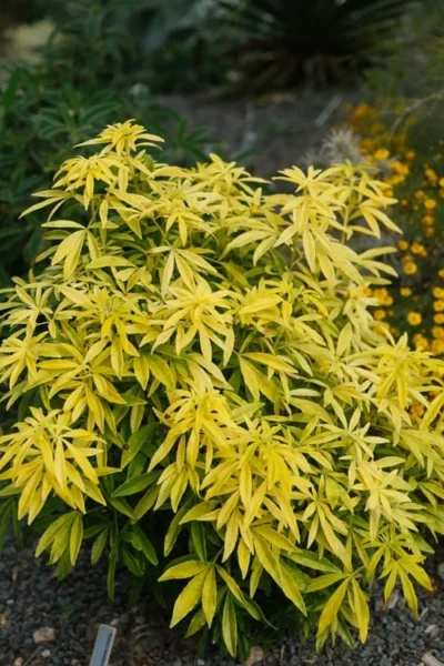 Goldfingers Mexican Orange Blossom (Choisya) - 1 Gallon Pot -Chaste Tree World choisya ternata goldfinger mexican orange blossom 7