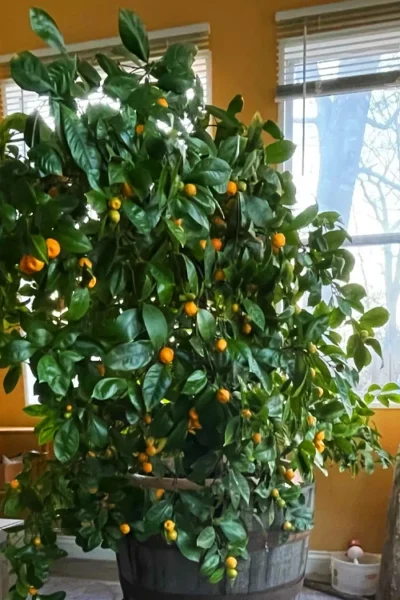 Calamondin Orange Tree - 1 Gallon Pot 13 Calamondin Orange Tree - 1 Gallon Pot -Chaste Tree World citrofortunella mitis calamondrin orange tree 3