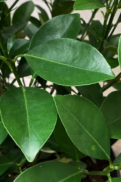 Calamondin Orange Tree - 1 Gallon Pot 15 Calamondin Orange Tree - 1 Gallon Pot -Chaste Tree World citrofortunella mitis calamondrin orange tree 4