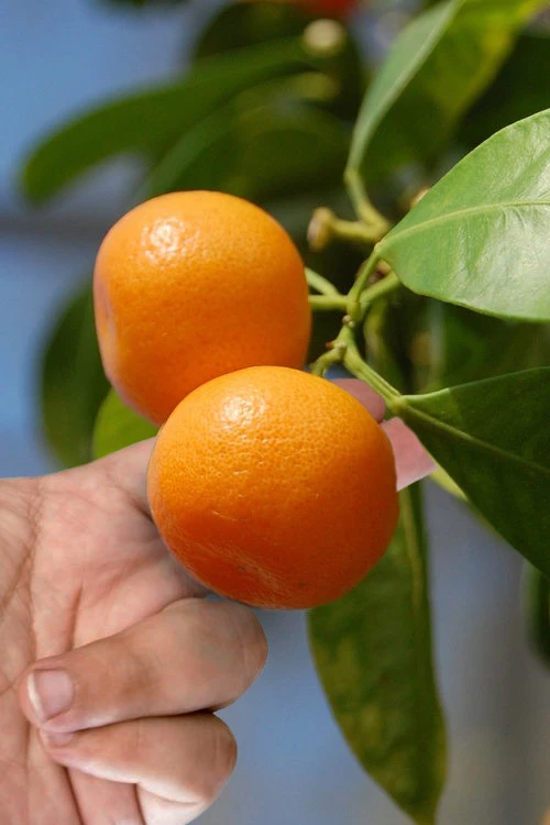 Calamondin Orange Tree - 1 Gallon Pot 4 Calamondin Orange Tree - 1 Gallon Pot - Image 4