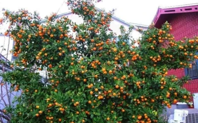 Calamondin Orange Tree - 1 Gallon Pot 14 Calamondin Orange Tree - 1 Gallon Pot -Chaste Tree World citrofortunella mitis calamondrin orange tree 7
