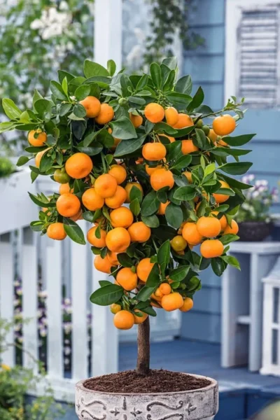Calamondin Orange Tree - 1 Gallon Pot