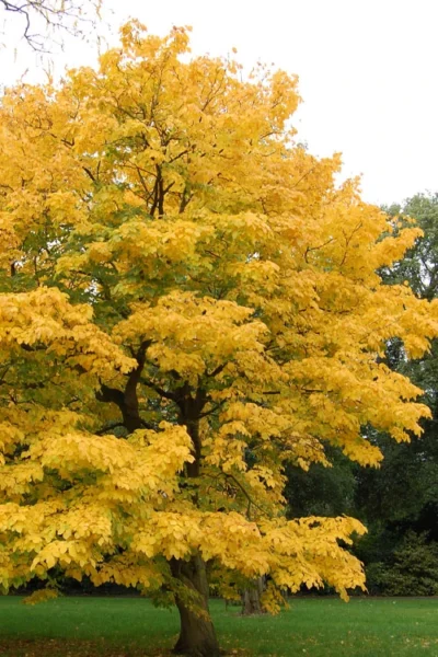 American Yellowwood Tree (Cladastris Kentukea) - 3 Gallon Pot -Chaste Tree World cladastris kentukea american yellowwood tree 1