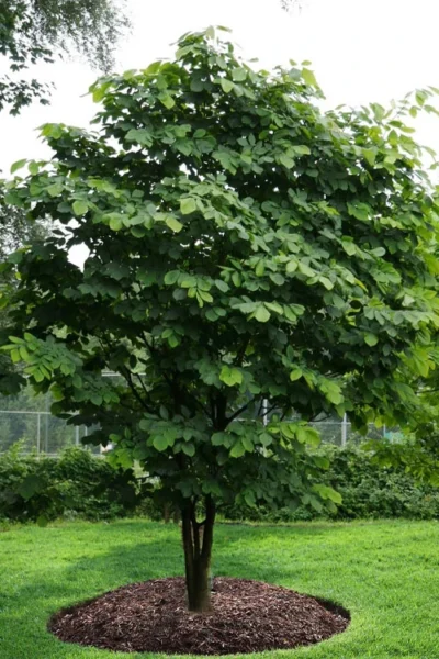 American Yellowwood Tree (Cladastris Kentukea) - 3 Gallon Pot -Chaste Tree World cladastris kentukea american yellowwood tree 10