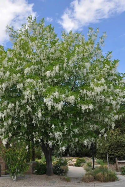 American Yellowwood Tree (Cladastris Kentukea) - 3 Gallon Pot -Chaste Tree World cladastris kentukea american yellowwood tree 11