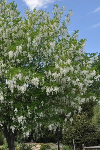 American Yellowwood Tree (Cladastris Kentukea) - 3 Gallon Pot -Chaste Tree World cladastris kentukea american yellowwood tree 2