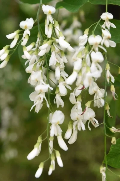 American Yellowwood Tree (Cladastris Kentukea) - 3 Gallon Pot -Chaste Tree World cladastris kentukea american yellowwood tree 5