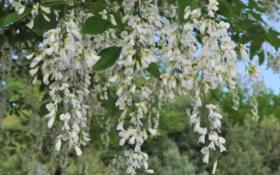 American Yellowwood Tree (Cladastris Kentukea) - 3 Gallon Pot -Chaste Tree World cladastris kentukea american yellowwood tree 7