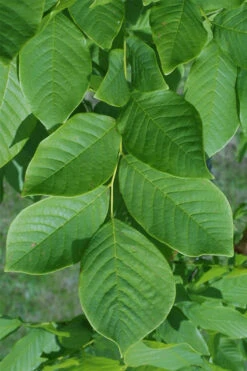 American Yellowwood Tree (Cladastris Kentukea) - 3 Gallon Pot -Chaste Tree World cladastris kentukea american yellowwood tree 8