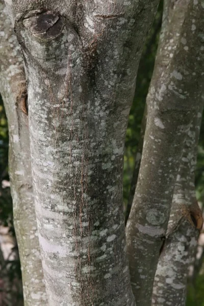 American Yellowwood Tree (Cladastris Kentukea) - 3 Gallon Pot -Chaste Tree World cladastris kentukea american yellowwood tree 9