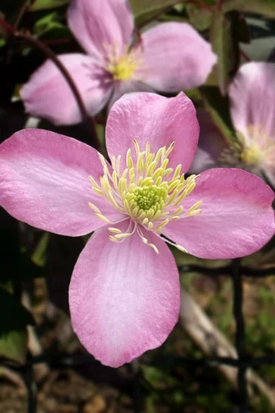 Montana Elizabeth Clematis - 1 Gallon Pot -Chaste Tree World clematis montana elizabeth 1