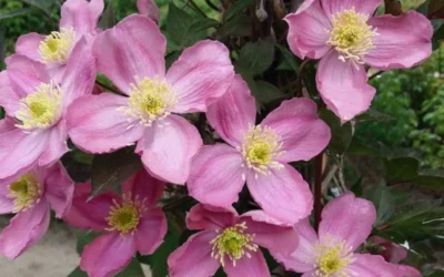 Montana Elizabeth Clematis - 1 Gallon Pot -Chaste Tree World clematis montana elizabeth 2