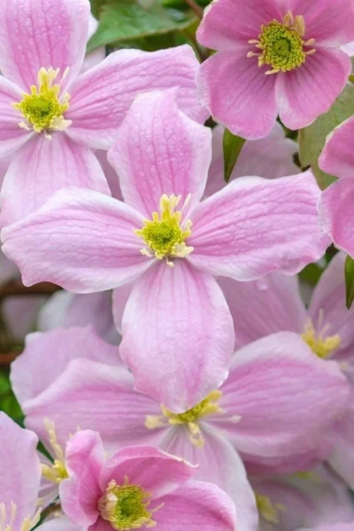 Mayleen Montana Clematis - 1 Gallon Pot -Chaste Tree World clematis montana mayleen 1