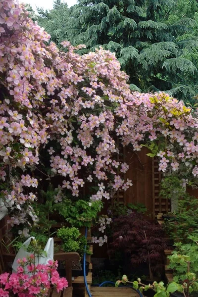 Mayleen Montana Clematis - 1 Gallon Pot -Chaste Tree World clematis montana mayleen 12