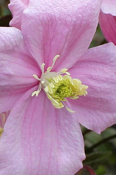 Mayleen Montana Clematis - 1 Gallon Pot -Chaste Tree World clematis montana mayleen 4