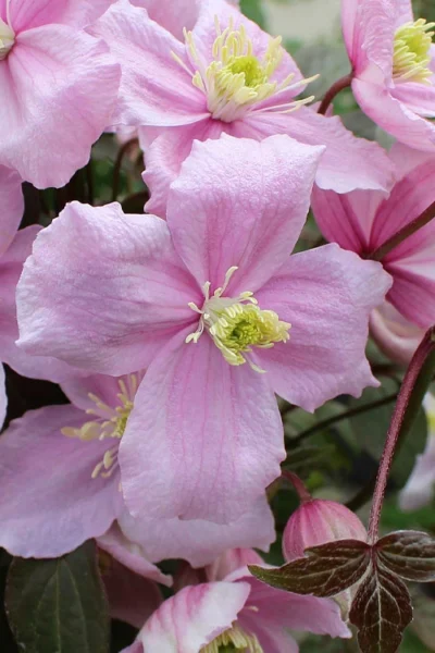 Mayleen Montana Clematis - 1 Gallon Pot -Chaste Tree World clematis montana mayleen 5
