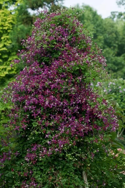 Sweet Summer Love Clematis - 1 Gallon Pot -Chaste Tree World clematis sweet summer love 4