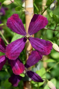 Sweet Summer Love Clematis - 1 Gallon Pot -Chaste Tree World clematis sweet summer love 7