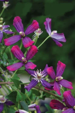 Sweet Summer Love Clematis - 1 Gallon Pot -Chaste Tree World clematis sweet summer love 8