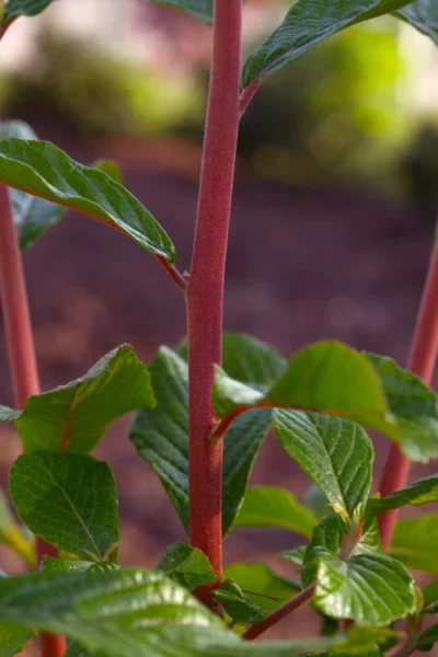 Sherry Sue Summersweet Clethra - 6 Pack Of 1 Gallon Pots -Chaste Tree World clethra alnifolia sherry sue summersweet 1