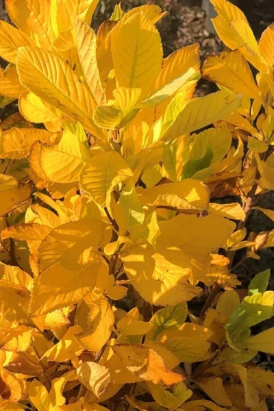 Sherry Sue Summersweet Clethra - 6 Pack Of 1 Gallon Pots -Chaste Tree World clethra alnifolia sherry sue summersweet 3