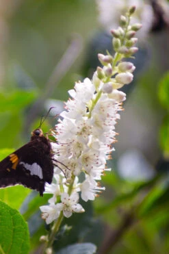 Sherry Sue Summersweet Clethra - 6 Pack Of 1 Gallon Pots