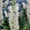 Sixteen Candles Summersweet (Clethra) - 1 Gallon Pot