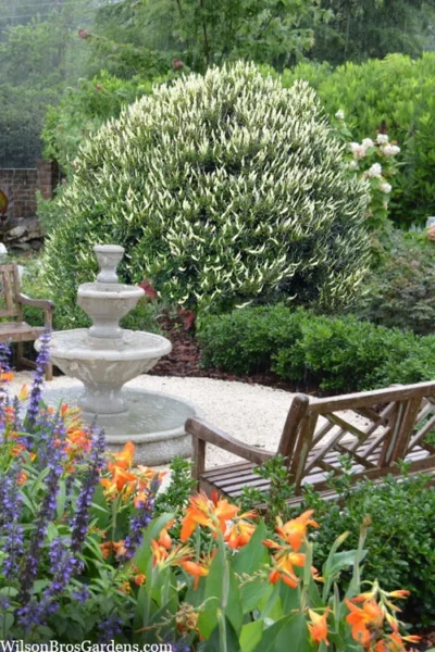 Summersweet Clethra (Sweet Pepperbush) - 1 Gallon Pot