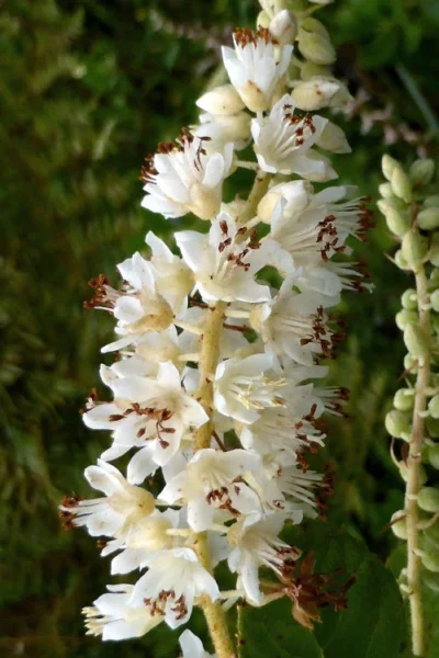 Summersweet Clethra (Sweet Pepperbush) - 1 Gallon Pot 11 Summersweet Clethra (Sweet Pepperbush) - 1 Gallon Pot -Chaste Tree World clethra alnifolia summersweet sweet pepper bush 6