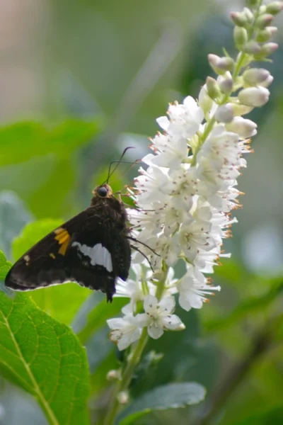 Summersweet Clethra (Sweet Pepperbush) - 1 Gallon Pot 10 Summersweet Clethra (Sweet Pepperbush) - 1 Gallon Pot -Chaste Tree World clethra alnifolia summersweet sweet pepper bush 7