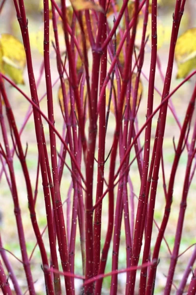 Arctic Fire Red Twig Dogwood - 3 Gallon Pot -Chaste Tree World cornus sericera red osier dogwood 1 1