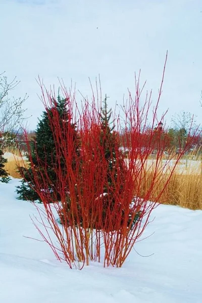 Red Osier Red Twig Dogwood (Cornus Sericea) - 1 Gallon Pot -Chaste Tree World cornus sericera red osier dogwood 4 2