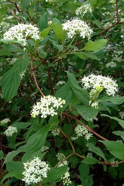 Arctic Fire Red Twig Dogwood - 3 Gallon Pot -Chaste Tree World cornus sericera red osier dogwood 5 1