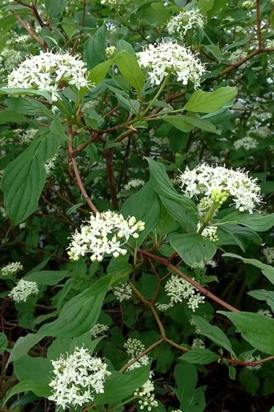 Arctic Fire Red Twig Dogwood - 3 Gallon Pot 11 Arctic Fire Red Twig Dogwood - 3 Gallon Pot -Chaste Tree World cornus sericera red osier dogwood 5 2