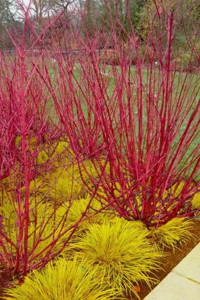Best Seller 7 Red Osier Red Twig Dogwood (Cornus Sericea) - 2 Gallon Pot
