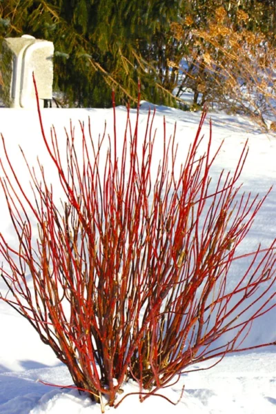 Arctic Fire Red Twig Dogwood - 3 Gallon Pot
