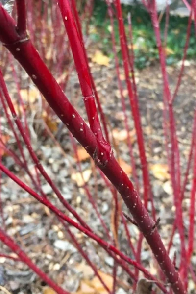 Arctic Fire Red Twig Dogwood - 3 Gallon Pot 13 Arctic Fire Red Twig Dogwood - 3 Gallon Pot -Chaste Tree World cornus stolonifera farrow arctic fire red twig dogwood 2 2