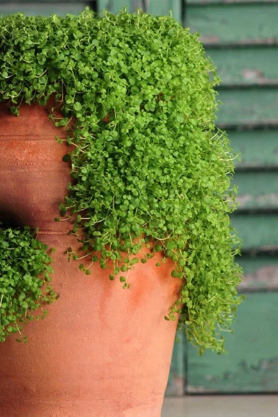 Corsican Mint (Mentha Requienii) - 5 Pack Of Pint Pots -Chaste Tree World corsican mint 102