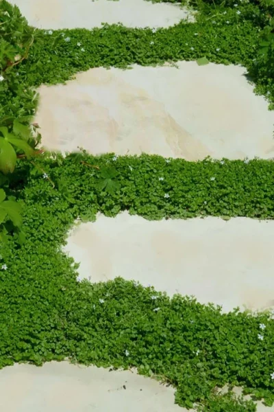 Corsican Mint (Mentha Requienii) - 5 Pack Of Pint Pots -Chaste Tree World corsican mint 103