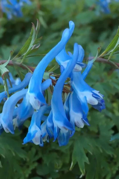 Hillier Porcelain Blue Corydalis - 1 Gallon Pot 9 Hillier Porcelain Blue Corydalis - 1 Gallon Pot -Chaste Tree World corydalis flexuosa porcelian blue 3 1