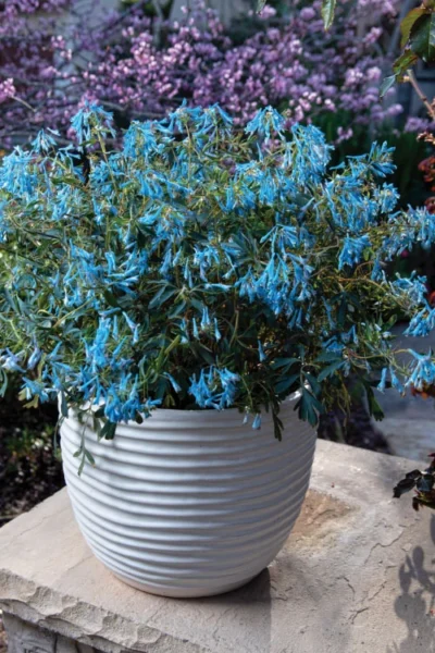 Hillier Porcelain Blue Corydalis - 1 Gallon Pot 8 Hillier Porcelain Blue Corydalis - 1 Gallon Pot -Chaste Tree World corydalis flexuosa porcelian blue 5 1
