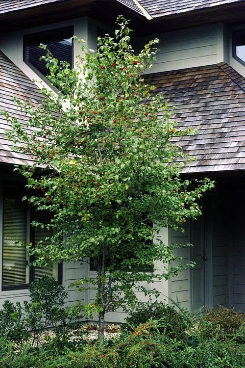 Washington Hawthorn (Crataegus Phaenopyrum) - 3 Pack Of 1.5 Quart Pots 5 Washington Hawthorn (Crataegus Phaenopyrum) - 3 Pack Of 1.5 Quart Pots - Image 5