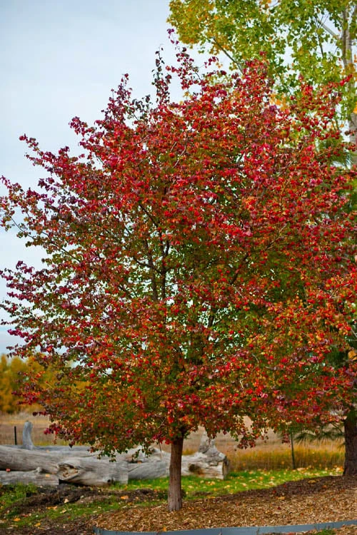 Washington Hawthorn (Crataegus Phaenopyrum) - 3 Pack Of 1.5 Quart Pots 6 Washington Hawthorn (Crataegus Phaenopyrum) - 3 Pack Of 1.5 Quart Pots - Image 6