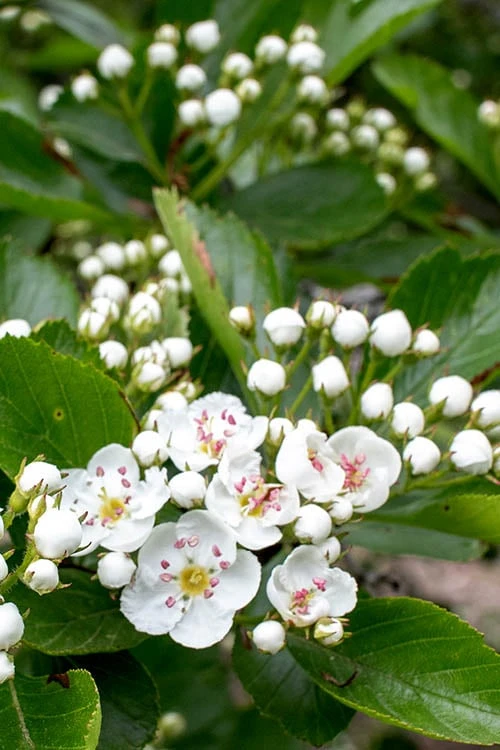 Washington Hawthorn (Crataegus Phaenopyrum) - 3 Pack Of 1.5 Quart Pots 8 Washington Hawthorn (Crataegus Phaenopyrum) - 3 Pack Of 1.5 Quart Pots - Image 8