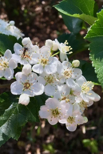 Washington Hawthorn (Crataegus Phaenopyrum) - 3 Pack Of 1.5 Quart Pots 18 Washington Hawthorn (Crataegus Phaenopyrum) - 3 Pack Of 1.5 Quart Pots -Chaste Tree World crataegus phaenopyrum washington hawthorne 6