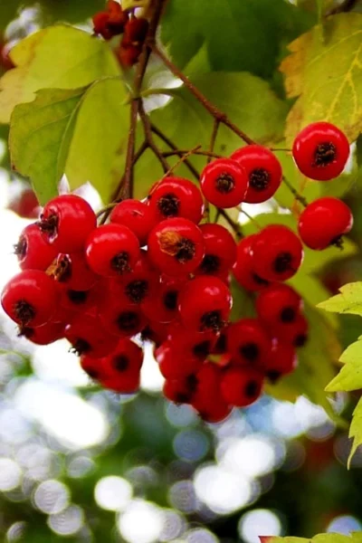 Washington Hawthorn (Crataegus Phaenopyrum) - 3 Gallon Pot 19 Washington Hawthorn (Crataegus Phaenopyrum) - 3 Gallon Pot -Chaste Tree World crataegus phaenopyrum washington hawthorne 8 1