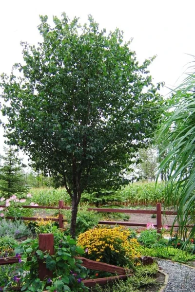 Washington Hawthorn (Crataegus Phaenopyrum) - 3 Pack Of 1.5 Quart Pots 13 Washington Hawthorn (Crataegus Phaenopyrum) - 3 Pack Of 1.5 Quart Pots -Chaste Tree World crataegus phaenopyrum washington hawthorne 9